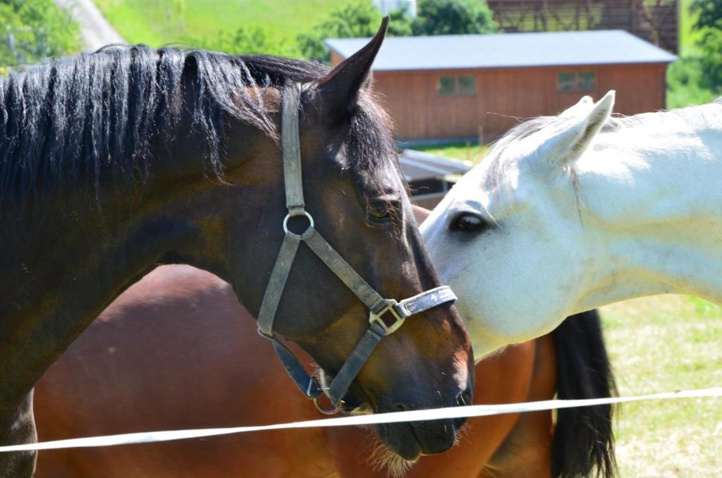 Hotel Horse Riding - Jezdecky Areal Tršice Екстериор снимка