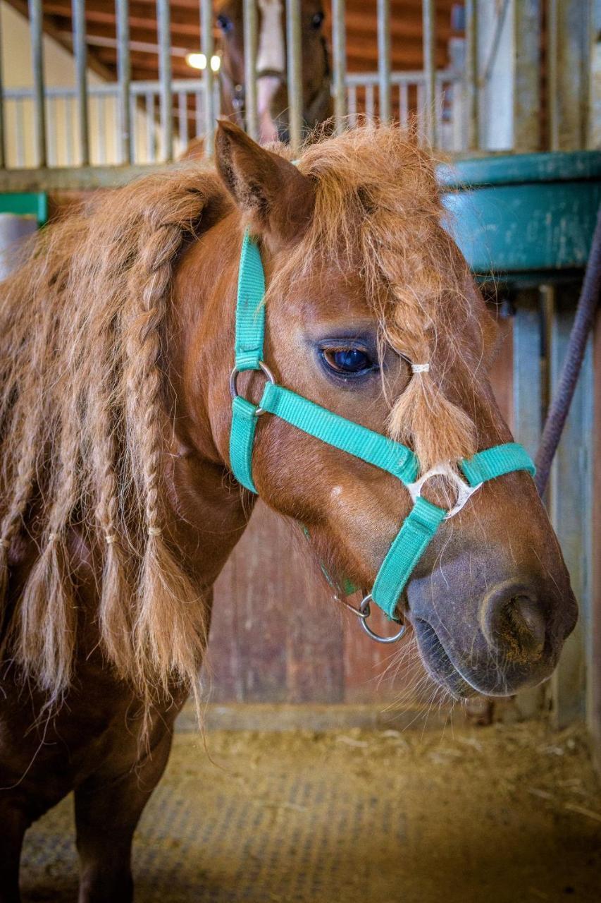 Hotel Horse Riding - Jezdecky Areal Tršice Екстериор снимка